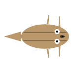 Front Leg Length: Long