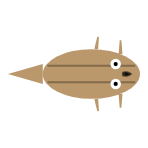 Front Leg Length: Mid